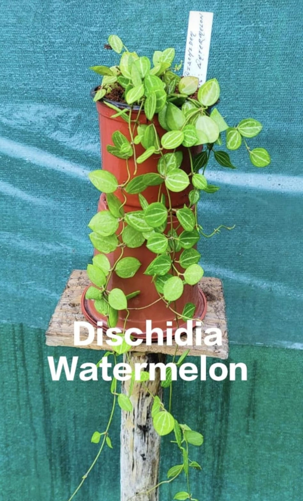 Dischidia watermelon Hanging Indoor plants