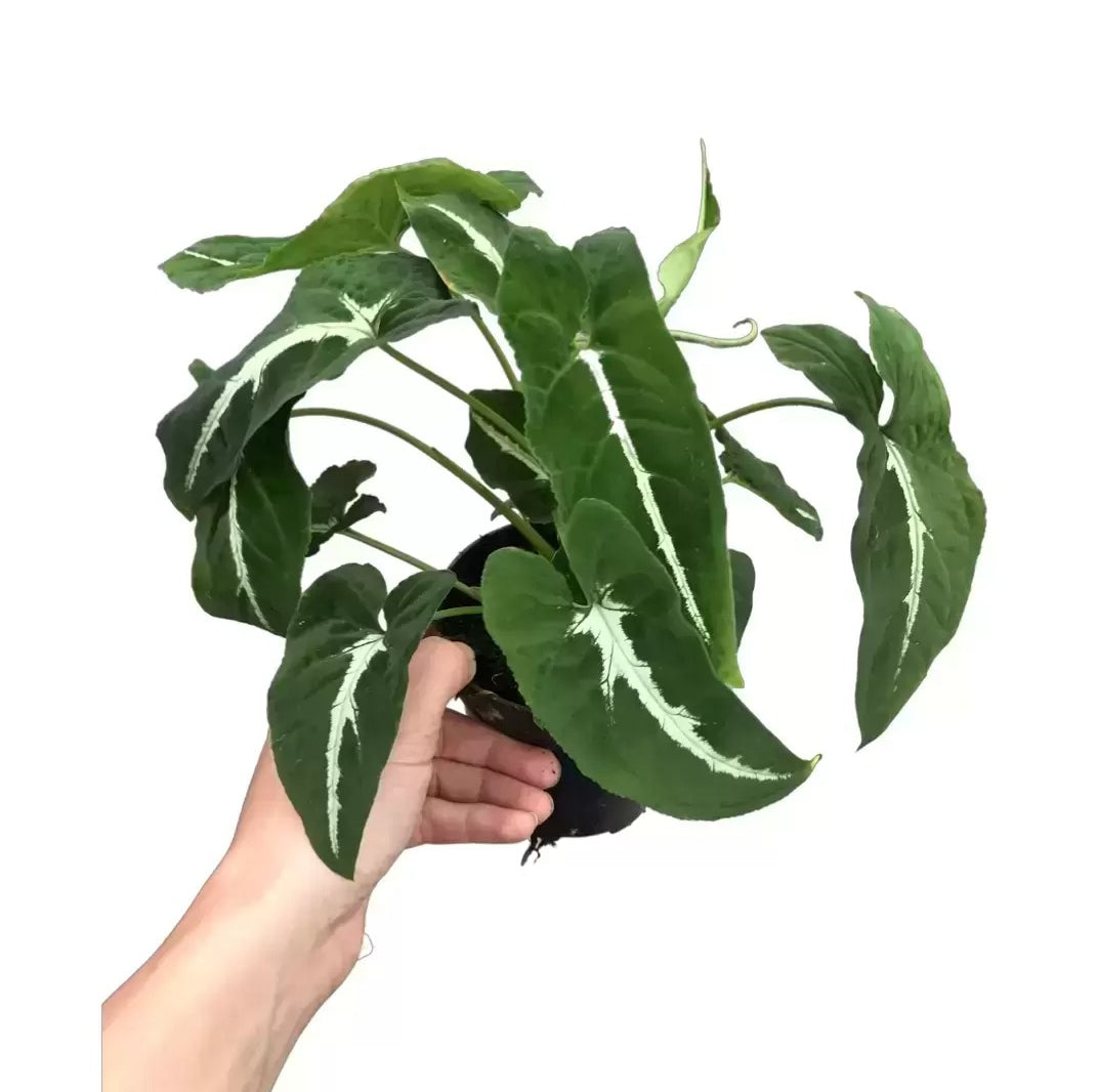 Syngonium Wendlandii - Syngonium black Velvet plant Good