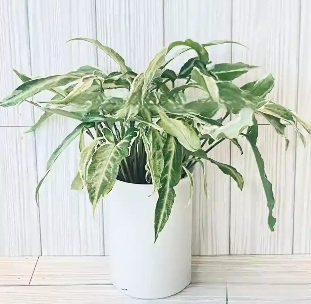 Syngonium Starlite/ satrlight plant Good