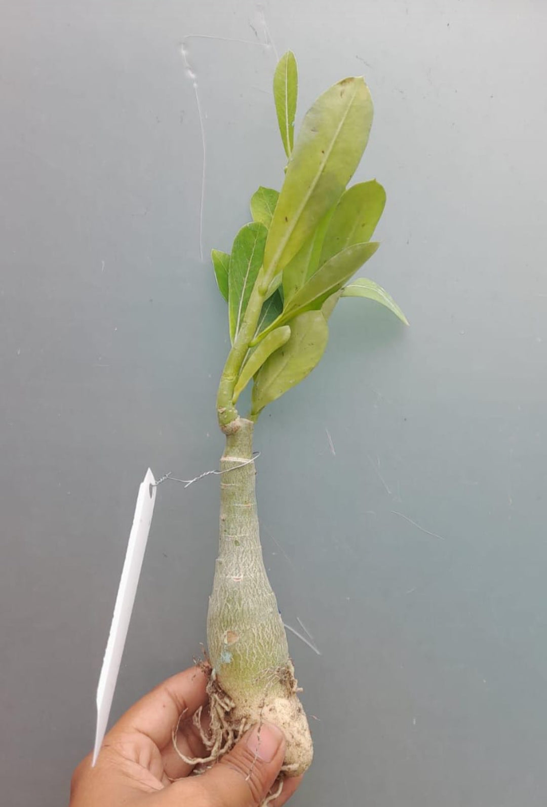 Adenium yellow red 12
