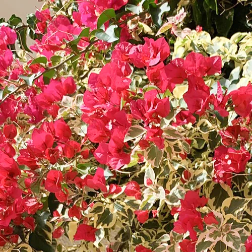 Bougainvillea Glabra Plant || Dark Pink with Variegated Leaves