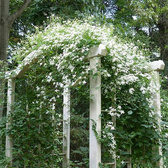 Ashiyana Rang-E-Saubhagya Vine with white fragrant clustered flowers resembling a bridal bouquet – elegant flowering creeper for wedding décor and home gardens.
