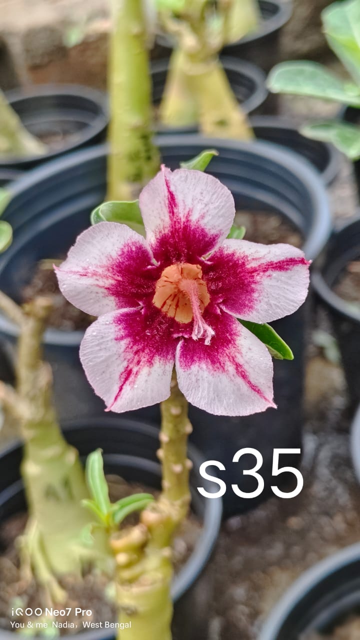 Adenium plant (desert rose) pink dark colour flower