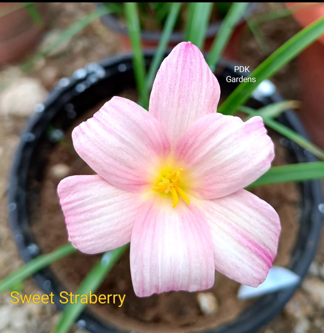 Sweet strawberry rain Lily bulb