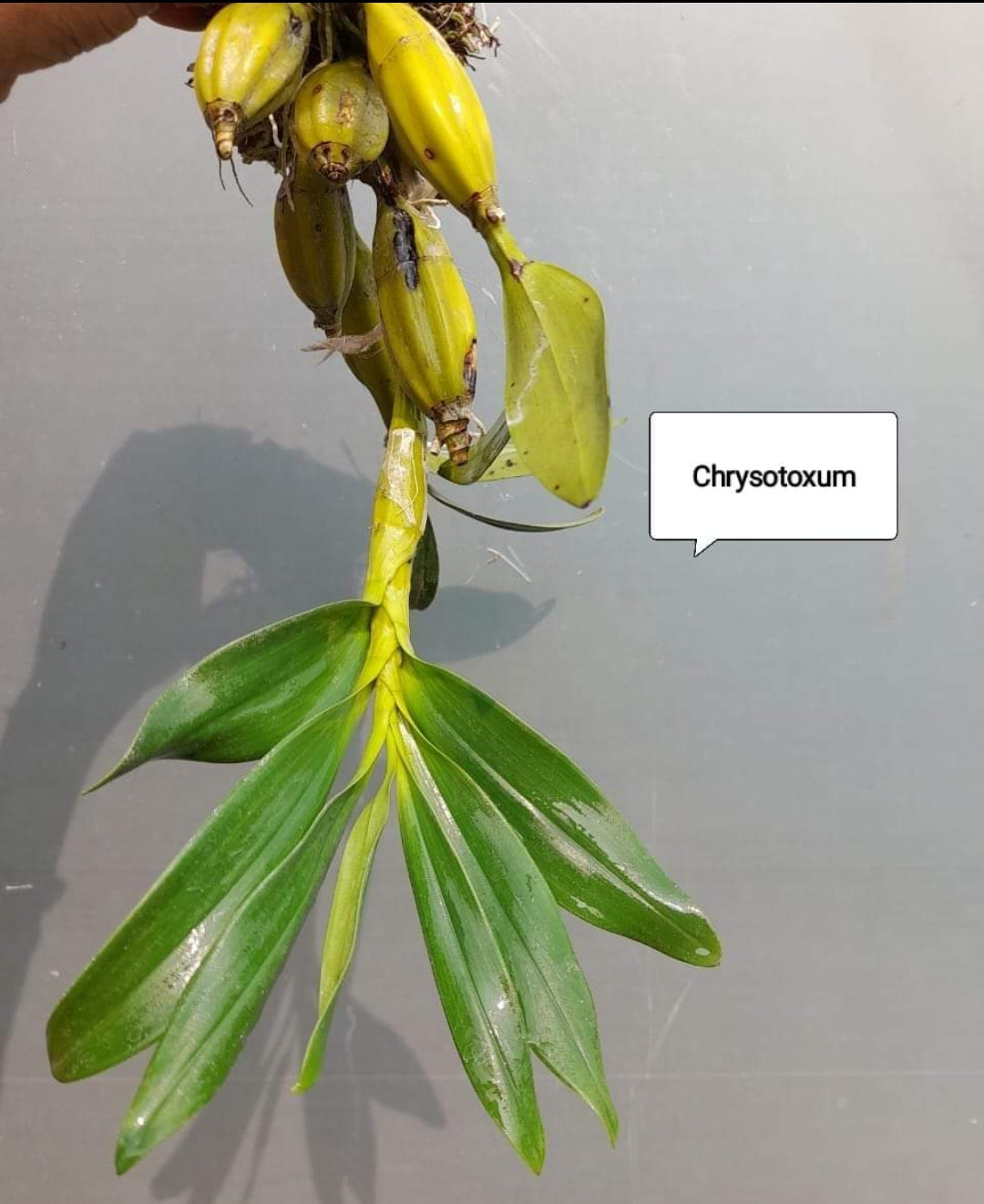 Dendrobium Chrysotoxum