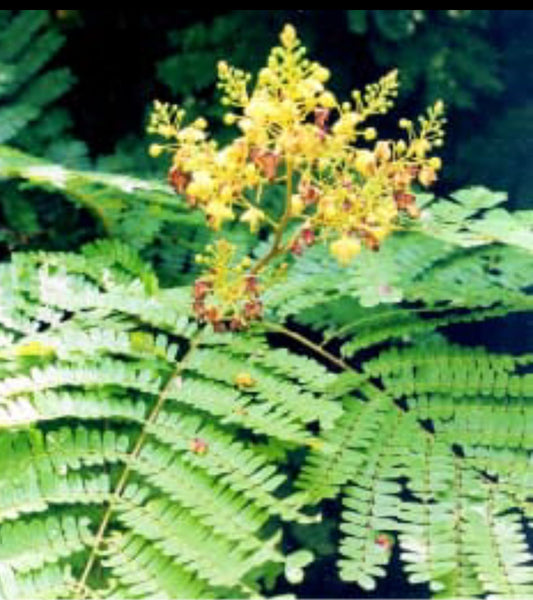 Pathimugham flowering Tree plant
