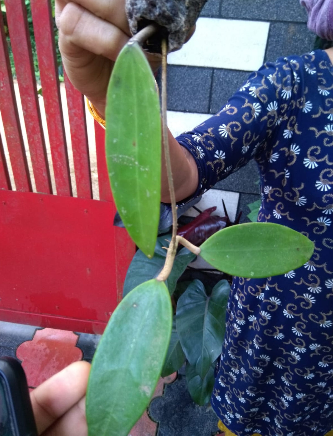 Hoya Parasitica (Creeper Outdoor)