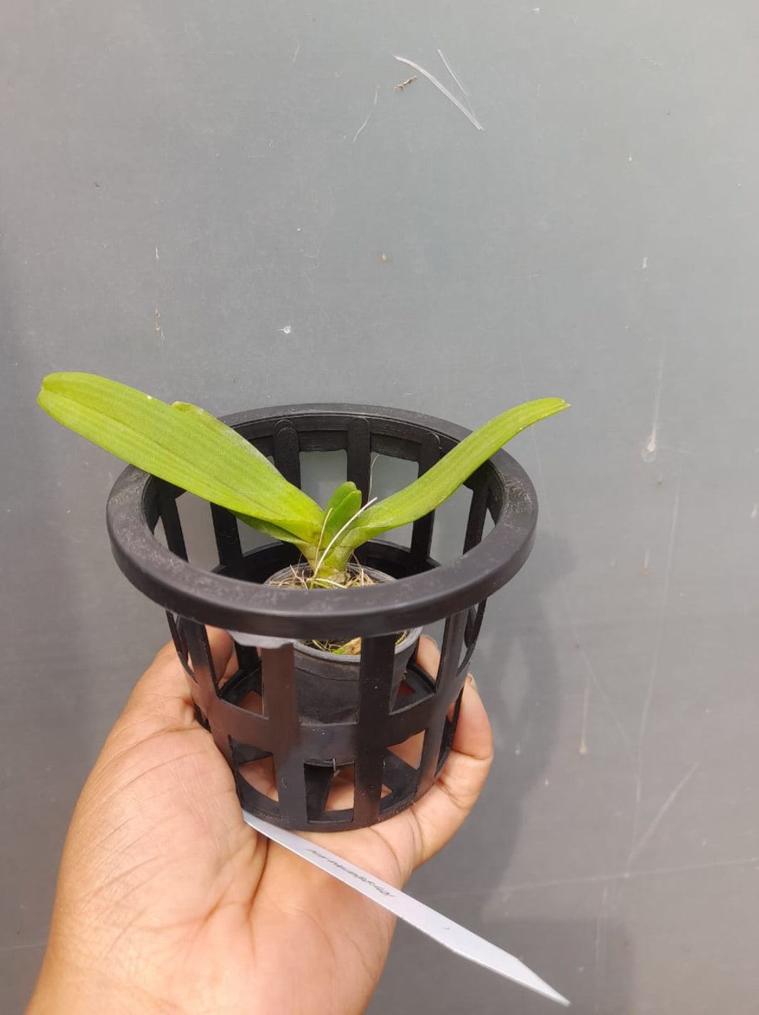 Rhynchostylis 1 Fragrance Orchid