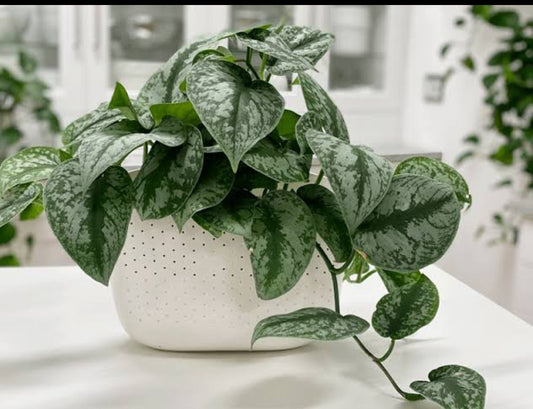 Money Plant (Golden Pothos) – Indoor Air Purifying Creeper | Lucky Plant for Home & Office (Stain Photos)