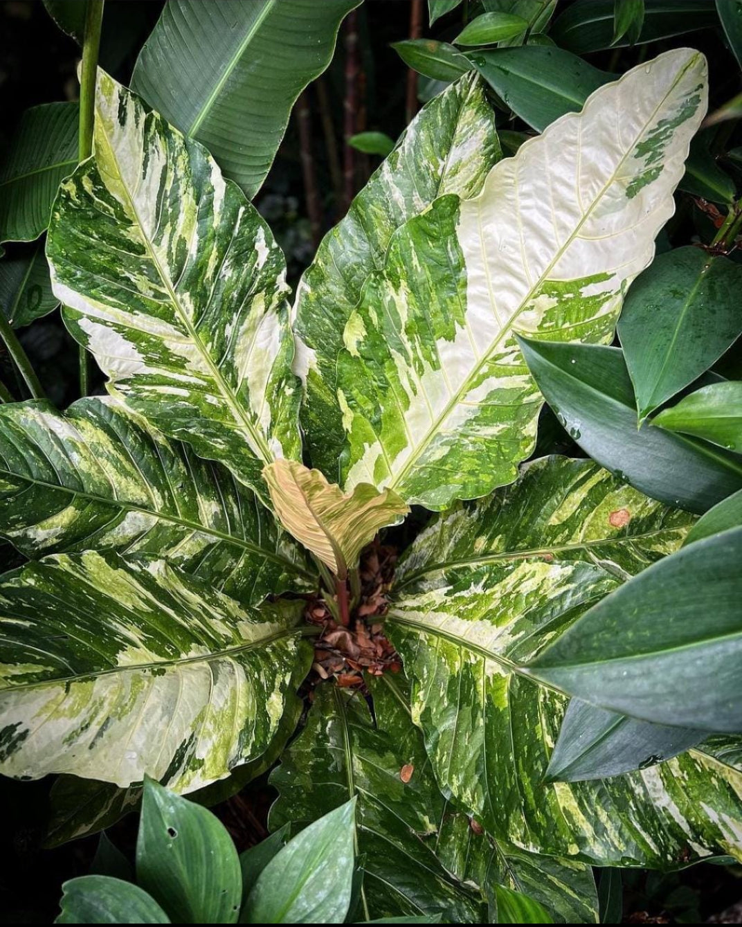anthurium hookeri Anthurium Hookeri Veriegated plant (Semishade plant) – ASHIYANA STORE