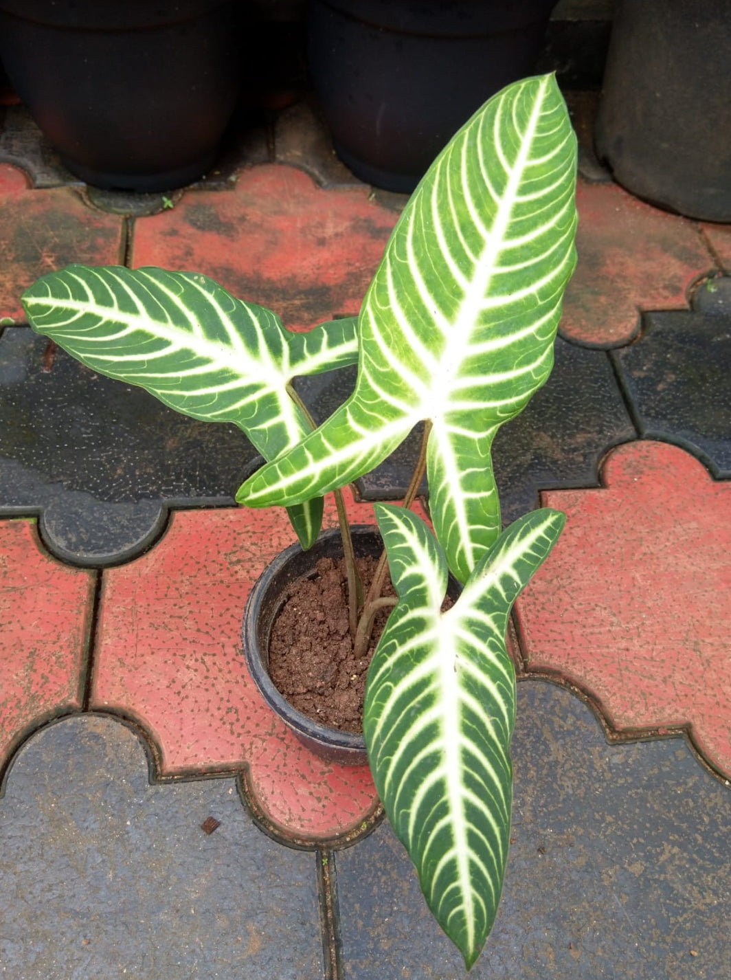 Caladium Lindenii Plant (Semishade)
