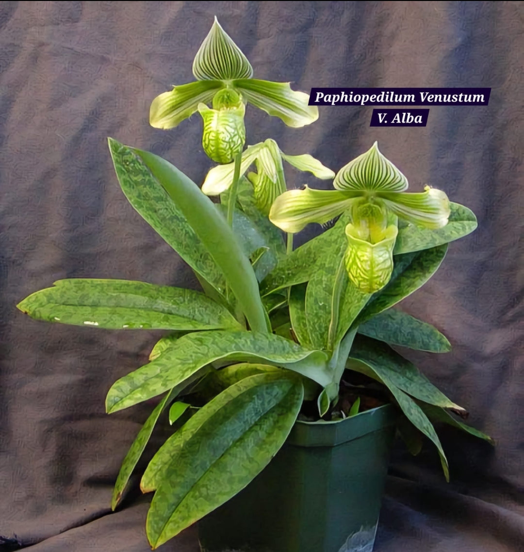 Paphiopedilum Venustum V. Alba Blooming size