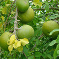 Nimboo, Lemon Tree (Seedless) - Plant
