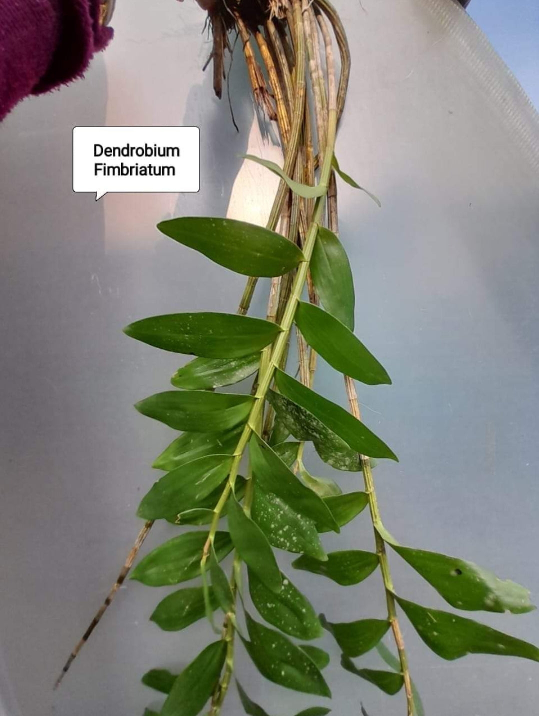 Dendrobium Fimbriatum