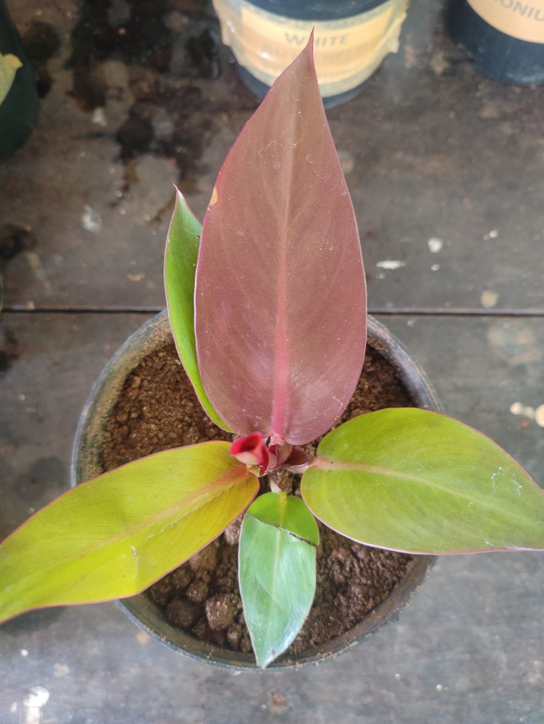 Philodendron - mccolleys finale plant