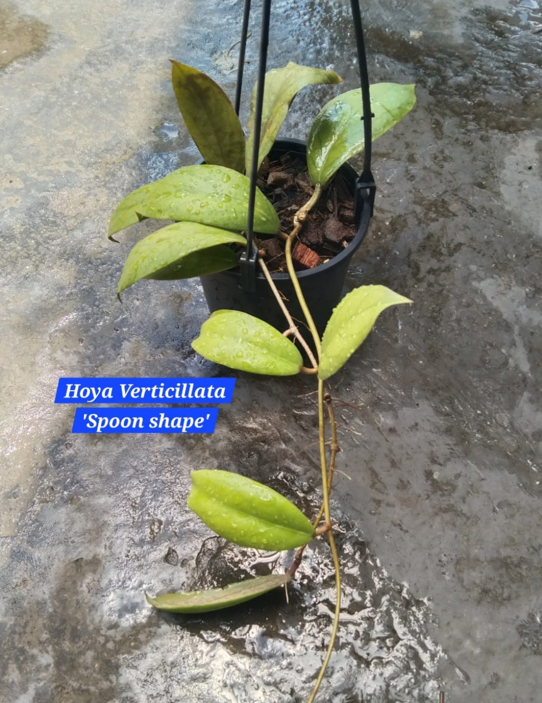 Hoya Verticillata "Spoon Shape"