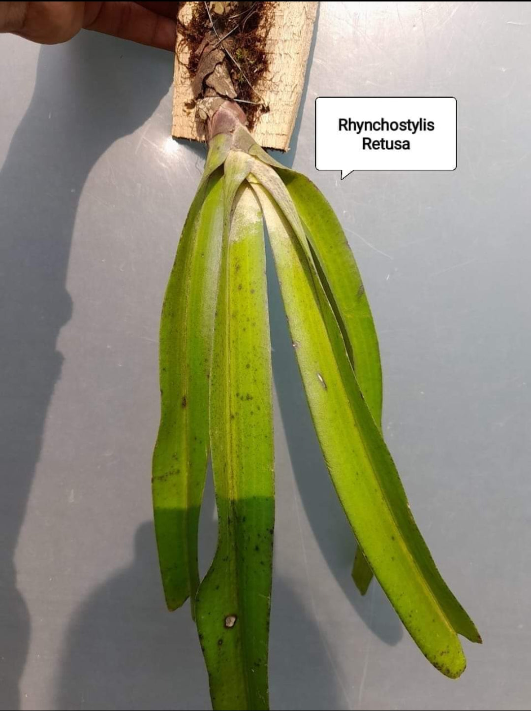 Rhynchostylis Retusa/Foxtail