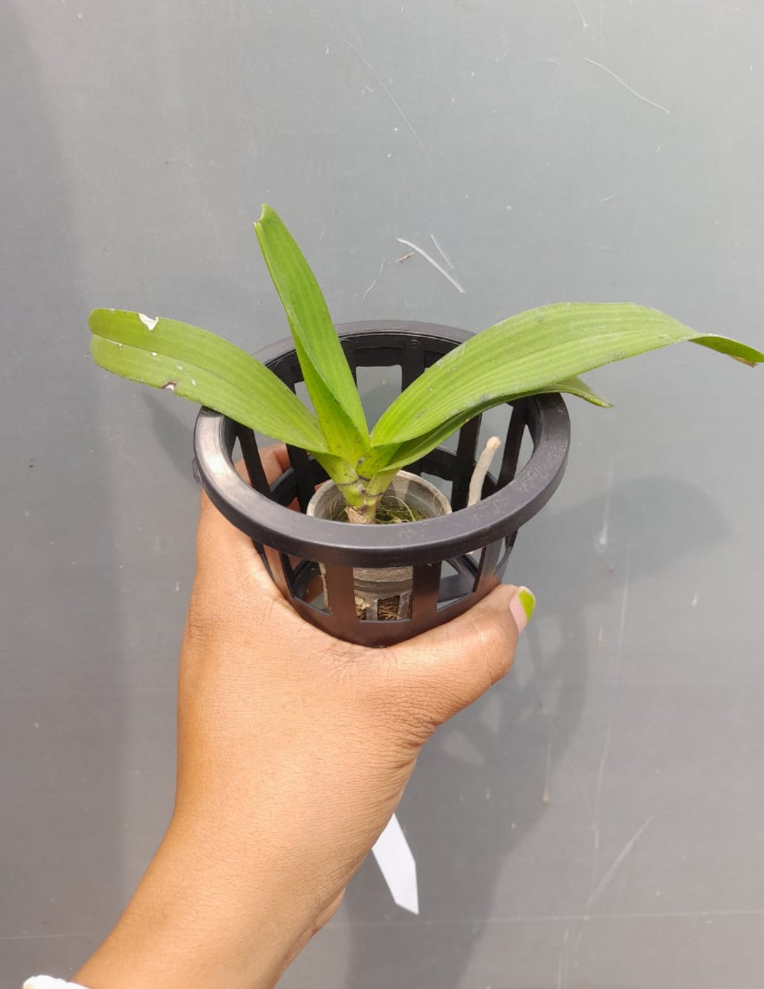 Rhynchostylis orange Fragrance Orchid 6