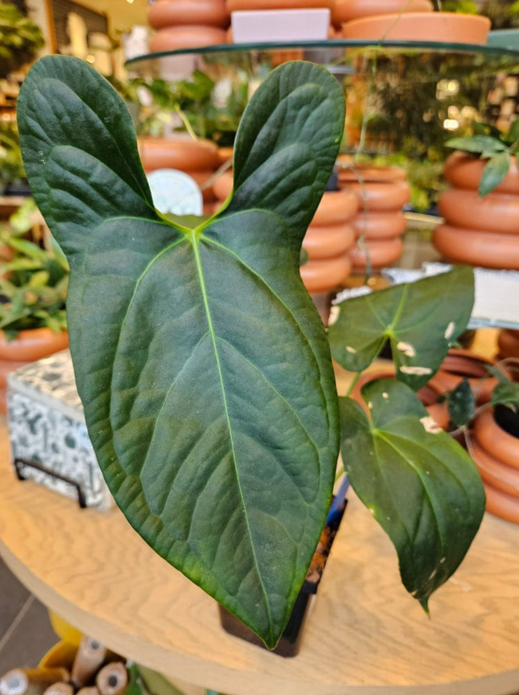 anthurium amazon Anthurium Amazon Rabbit plant (Semishade) – ASHIYANA STORE