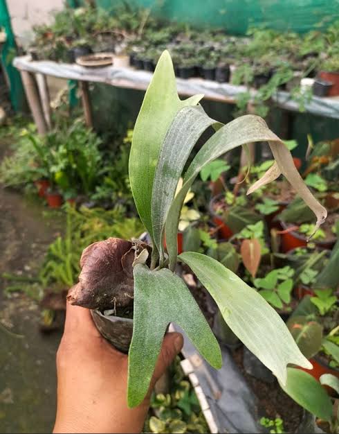 Stage Horn plant (select any variety)