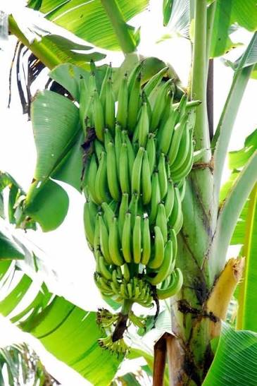 Nendran banana fruit plant|traditional banana varieties