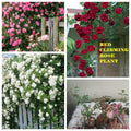 Climbing rose