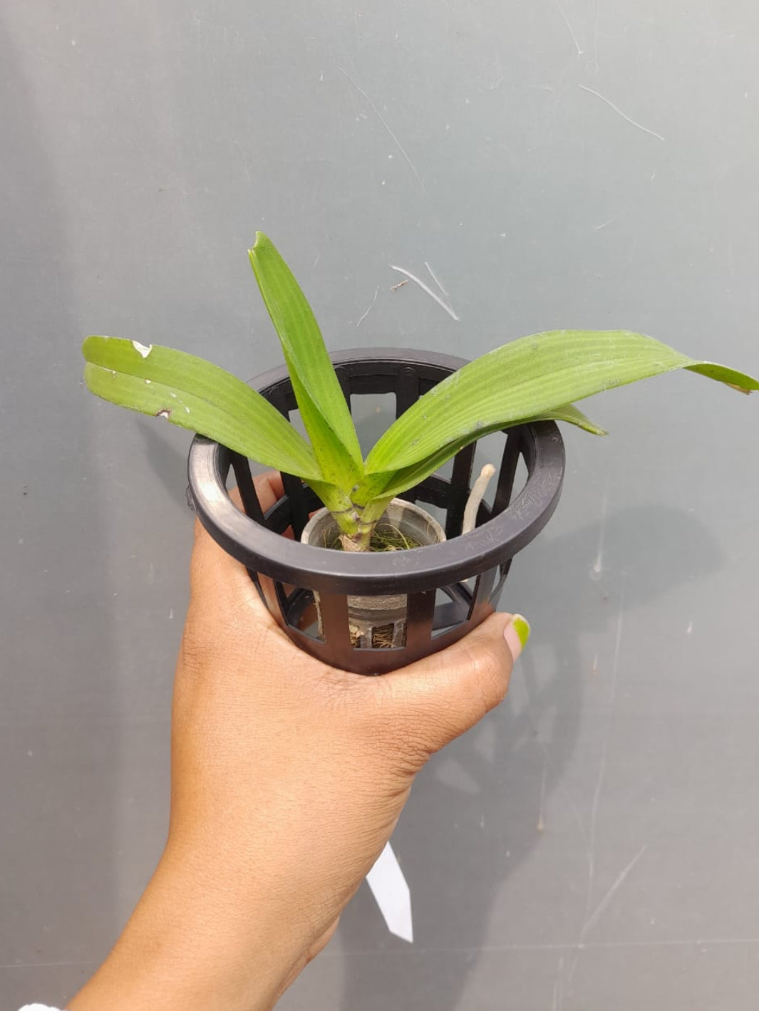 Rhynchostylis 1 Fragrance Orchid