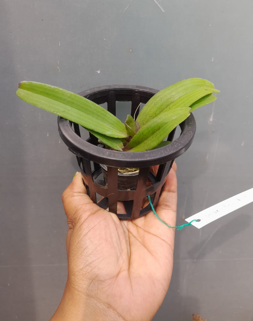 Rhynchostylis exotic (Pack of 6)