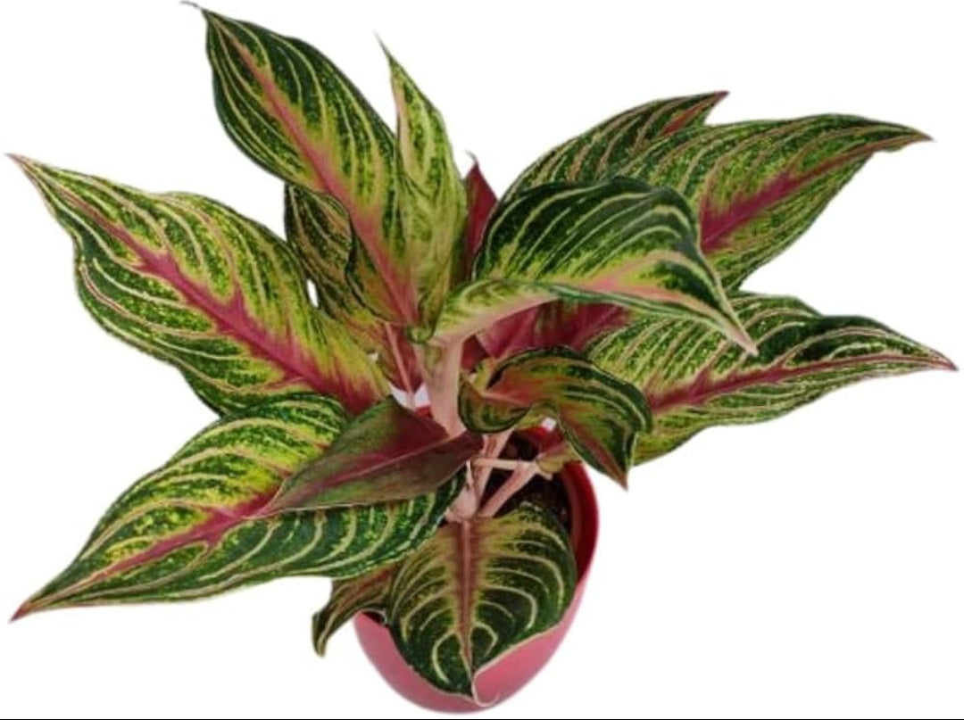 aglaonema red panama Aglonima Red Panama – ASHIYANA STORE