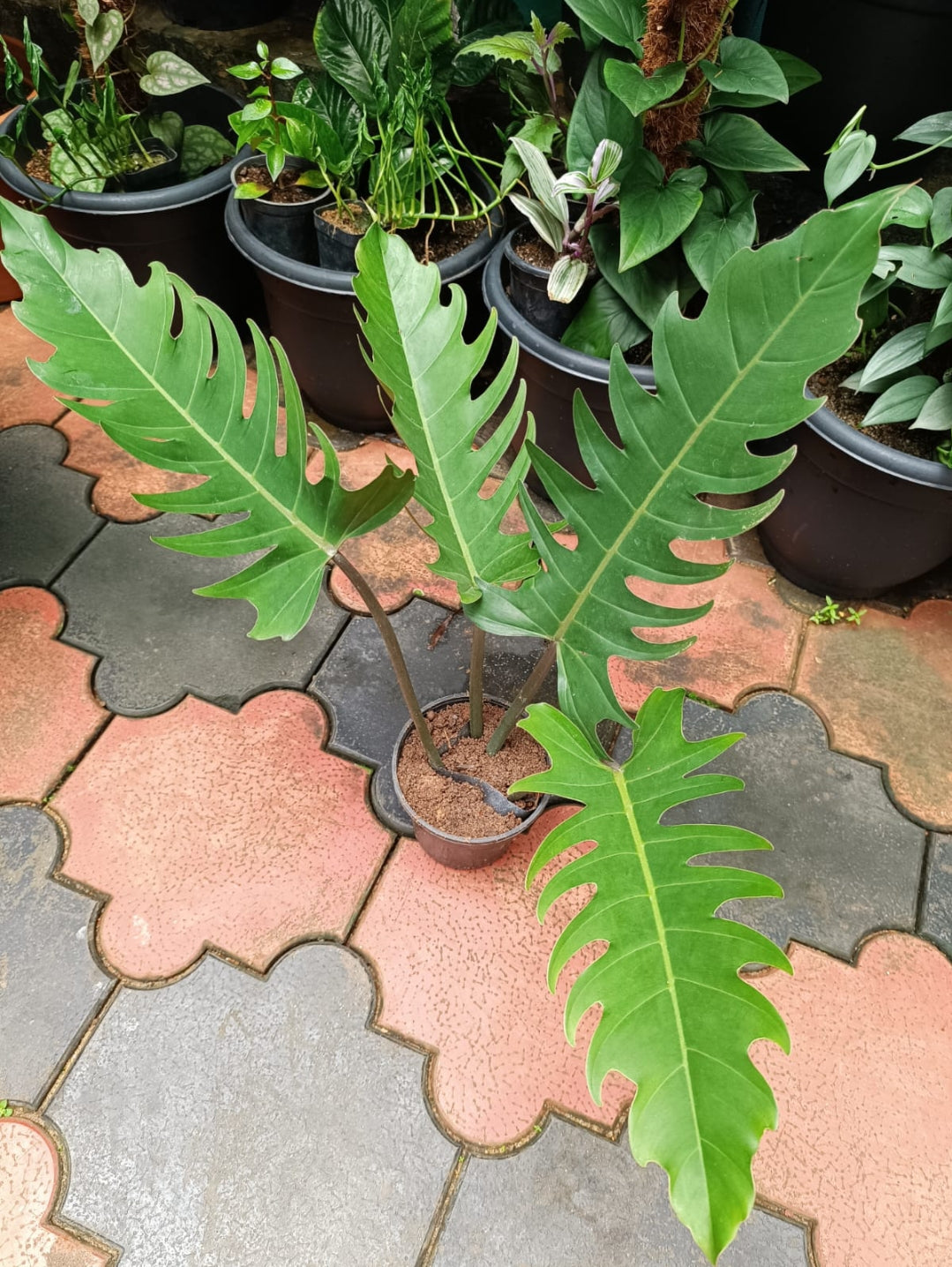 philodendron golden pluto Philodendron Pluto Big Size plant – ASHIYANA STORE