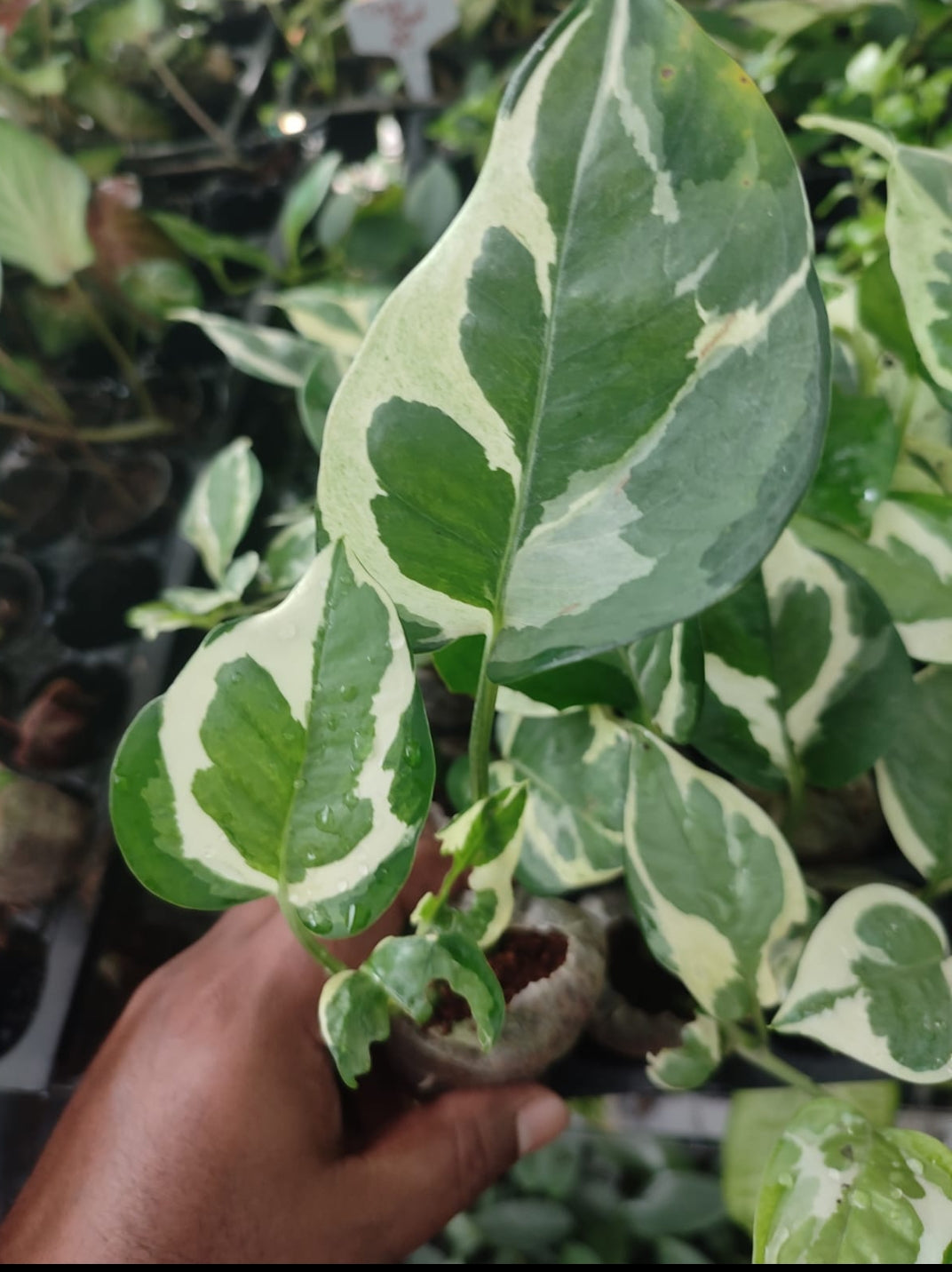 pothos creeper Money Plant (Golden Pothos) – Indoor Air Purifying Creeper