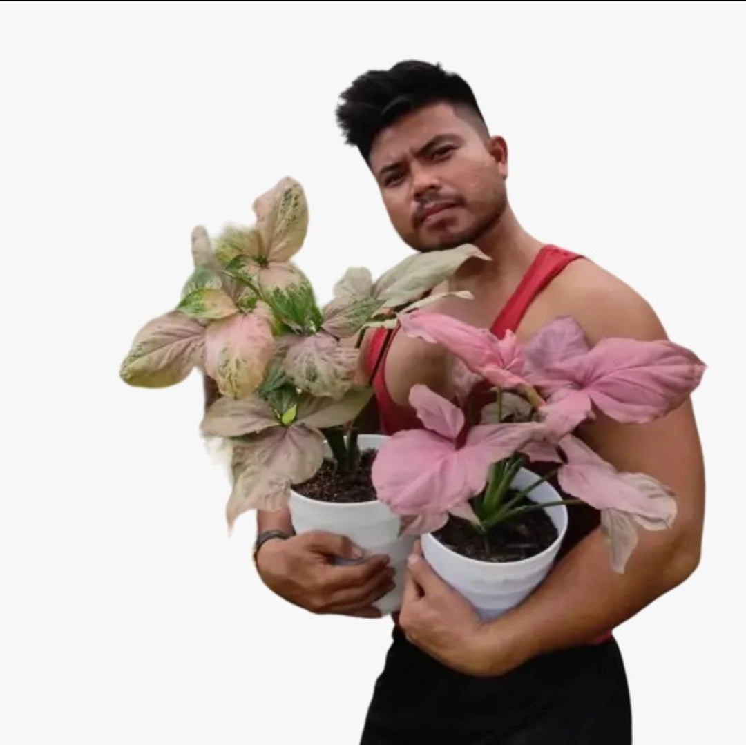 Syngonium pink perfection - Bushy plant Good