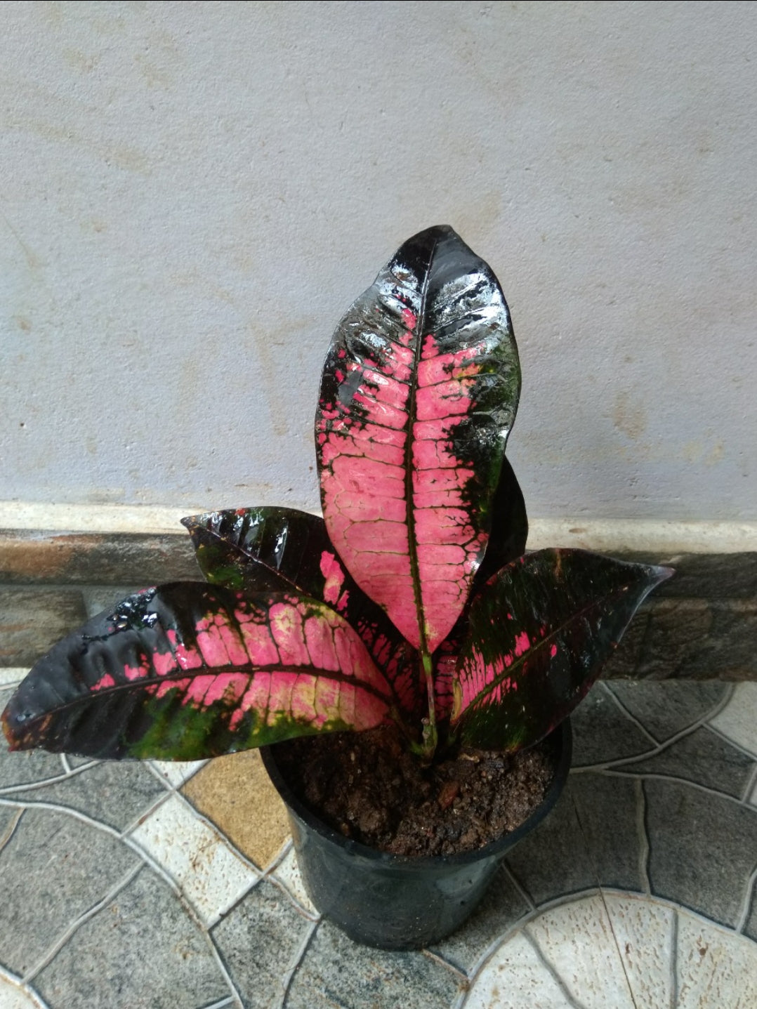 Mrs. Iceton (Outdoor Plant)