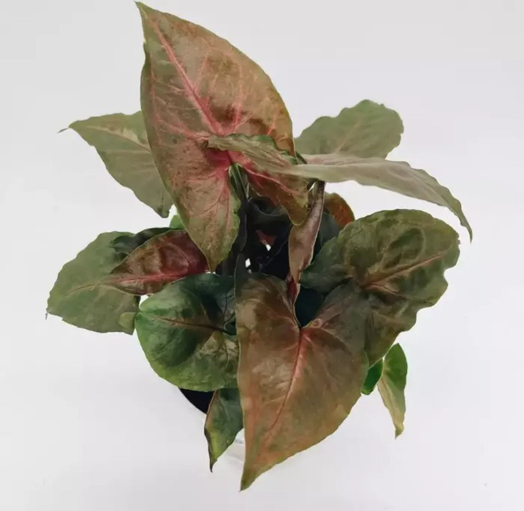 Syngonium Podophyllum 'Bronze Maria' plant Good