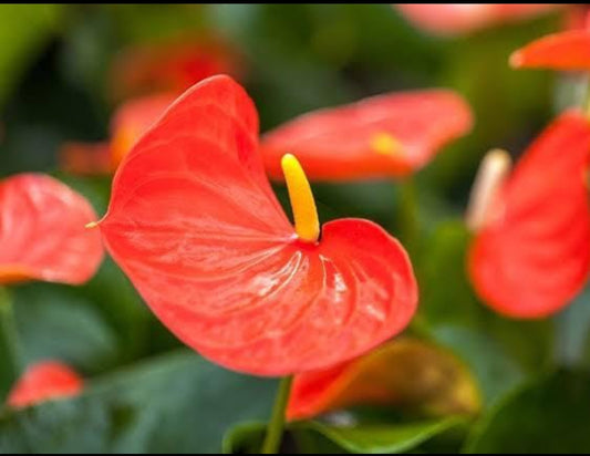 Anthurium Orange (Semishade plant)indoor plant for home/low maintenance plant