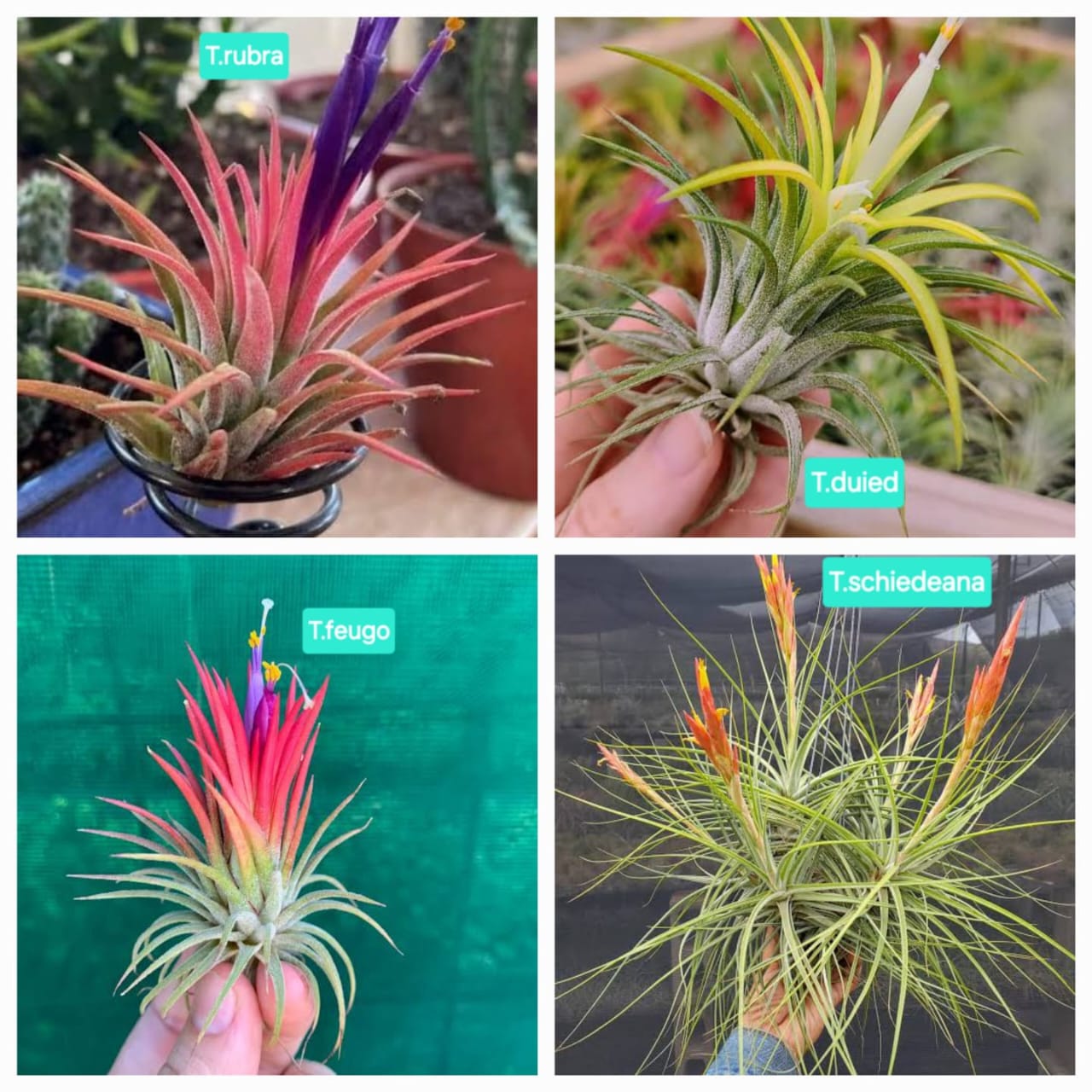 Air plant (No water or soil needed)