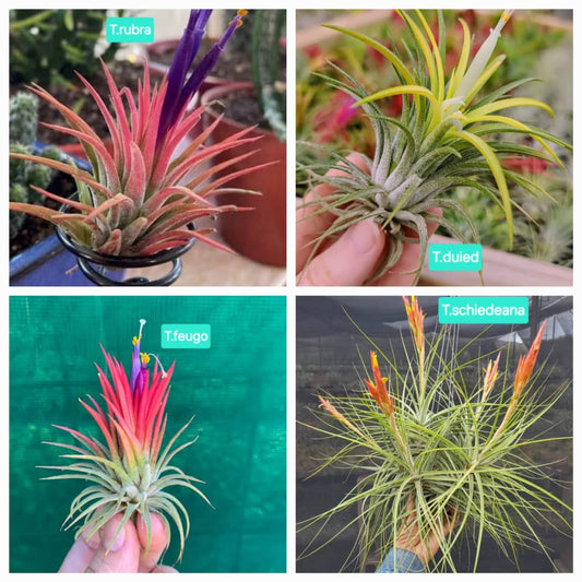 Air plant (No water or soil needed)