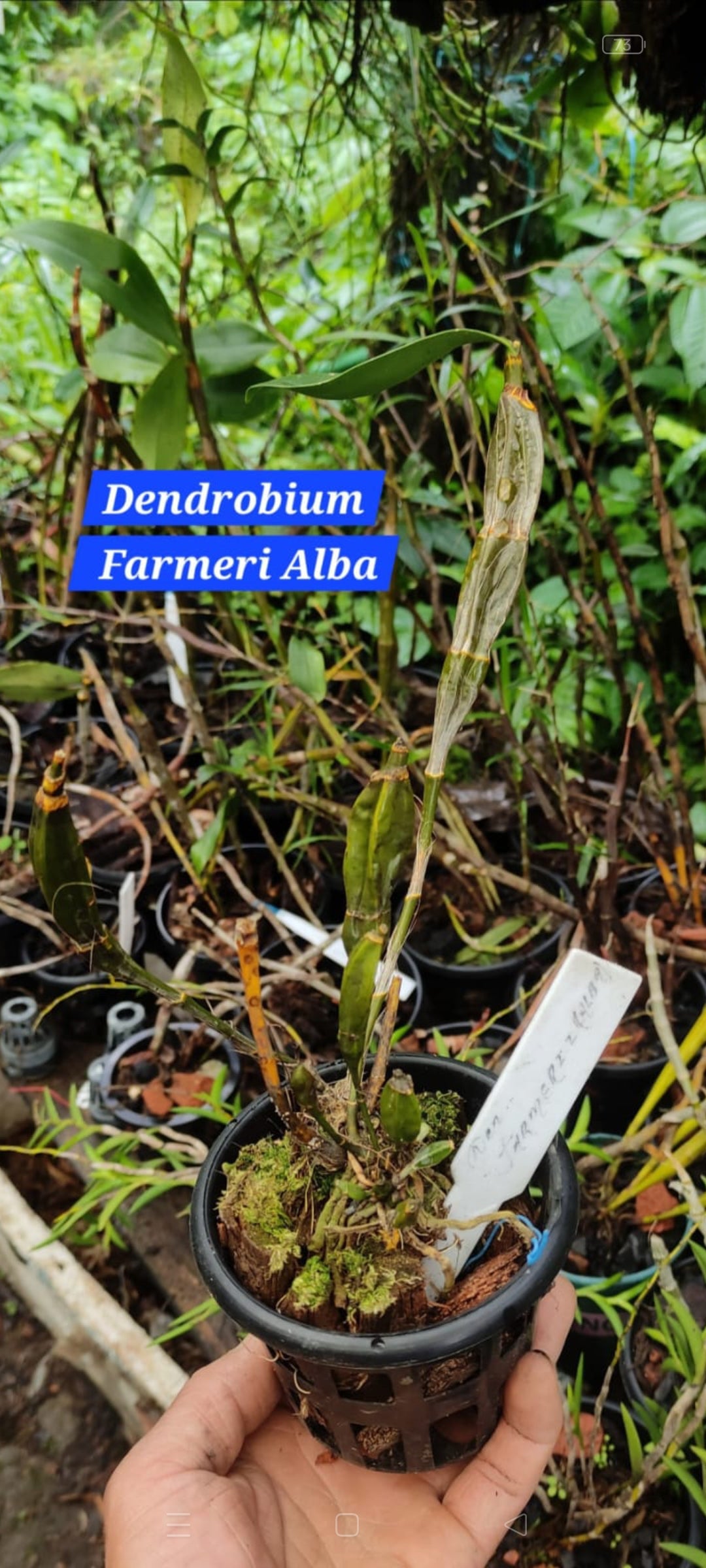 Dendrobium Farmeri Alba