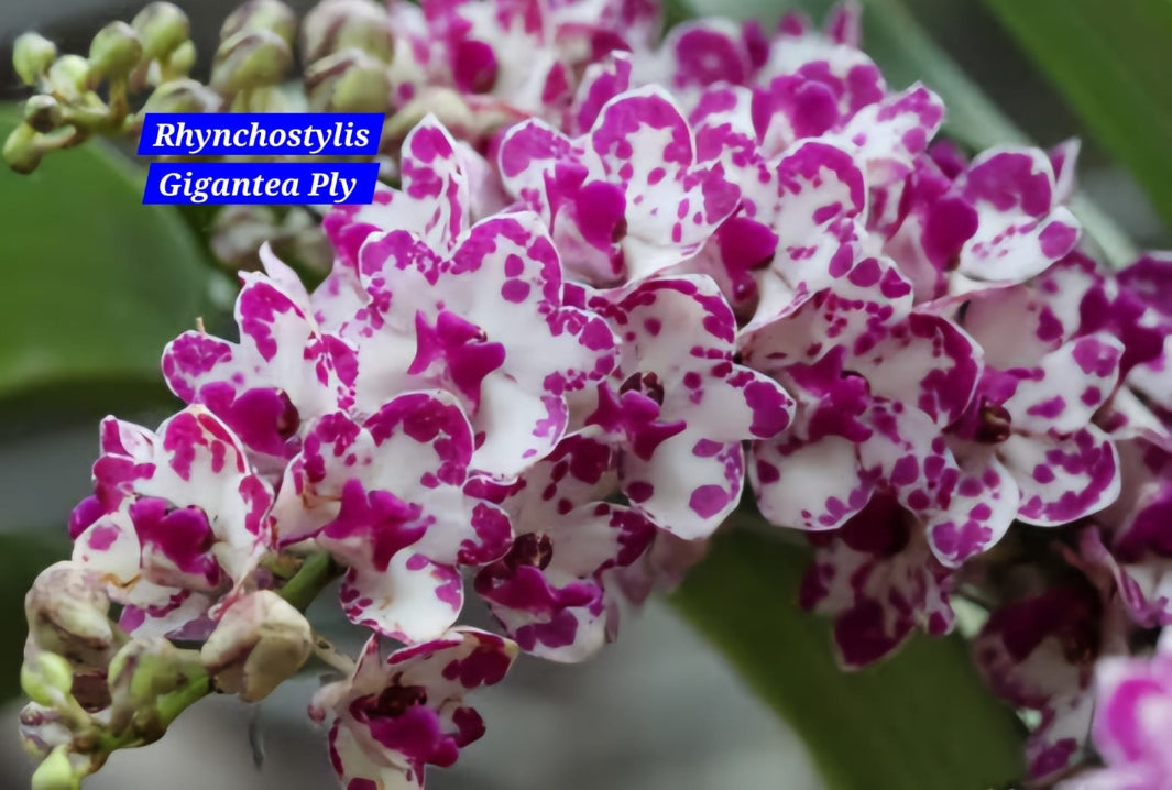 Rhynchostylis exotic (Pack of 6)