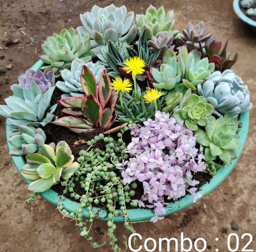 succulent plants combo Succulent plant combo pack – ASHIYANA STORE