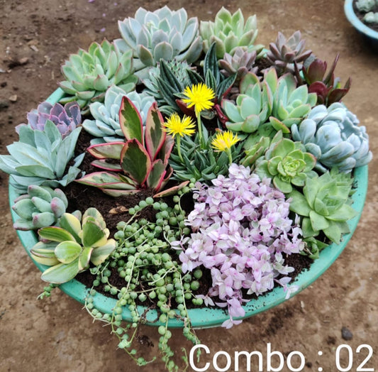 Succulent plant combo pack