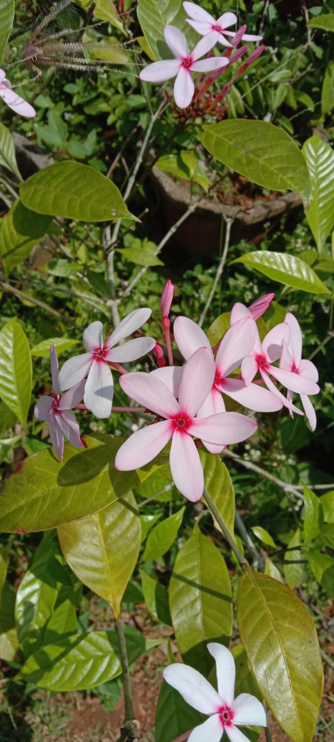 Kopsia Plant | Pink Flowering Ornamental Shrub | Kopsia fruticosa