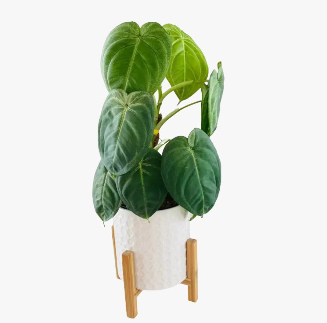 Syngonium Macrophyllum 'Frosted Heart' Rare plant Good