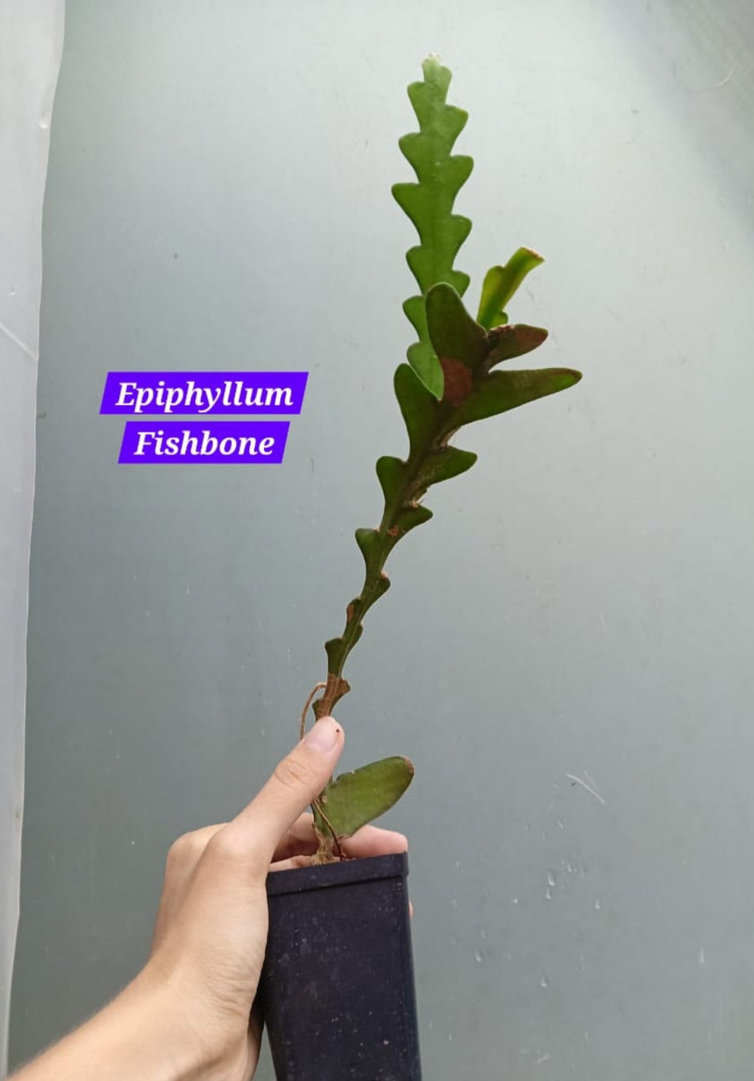 Bramha Kamal (Epiphyllum Fishbone)