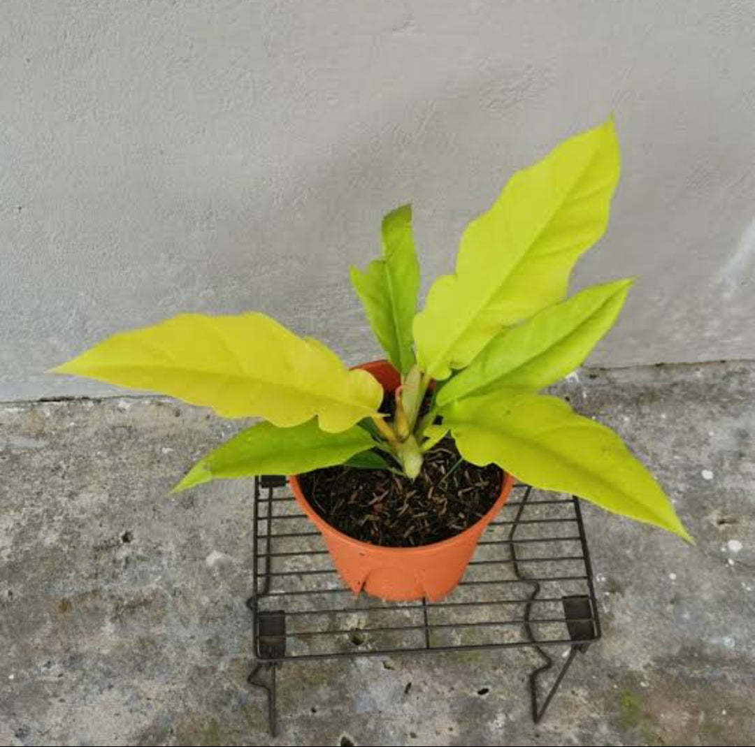 philodendron golden pluto Pluto gold philodendron plant – ASHIYANA STORE