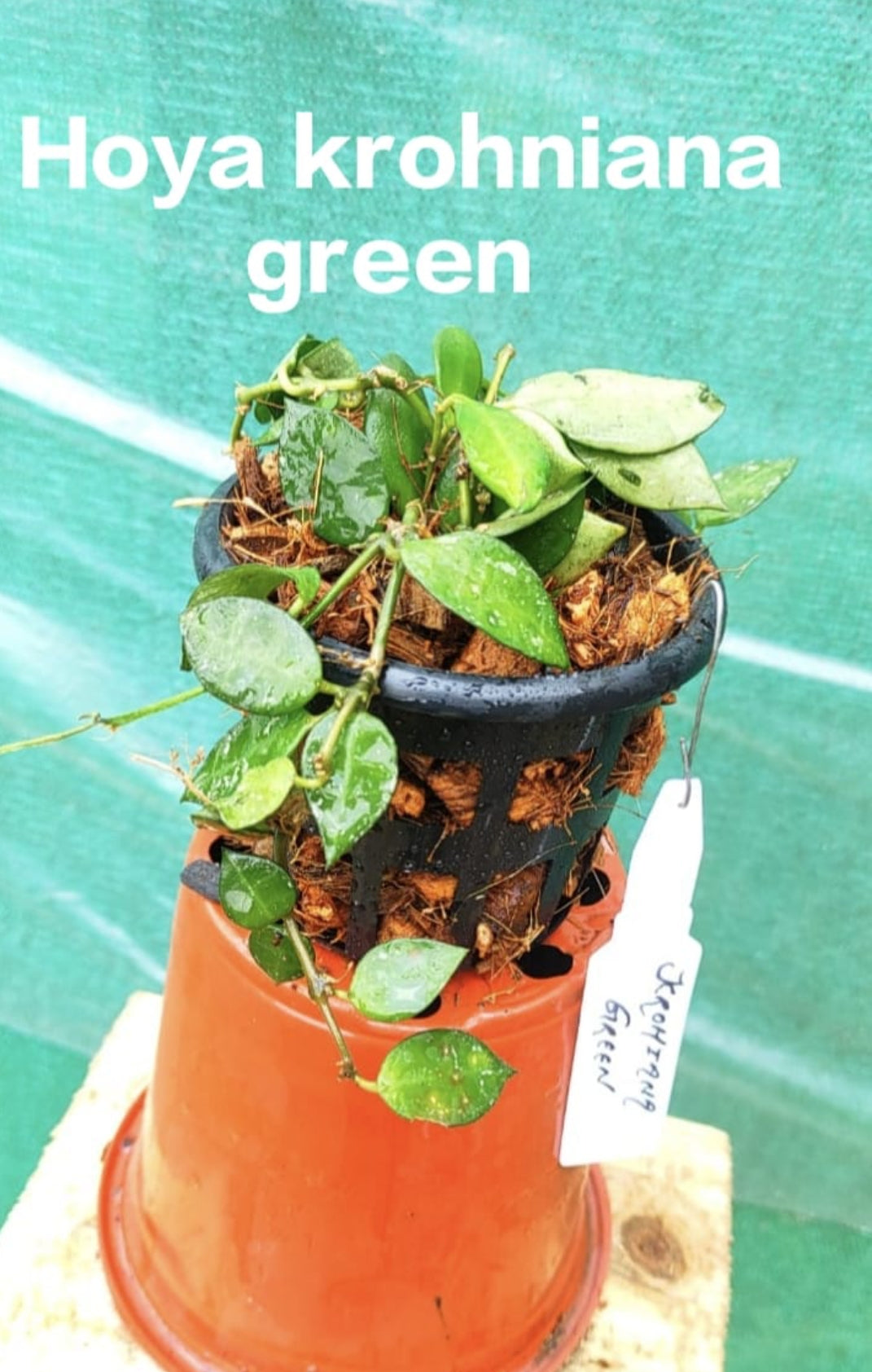 Hoya Krohniana Green