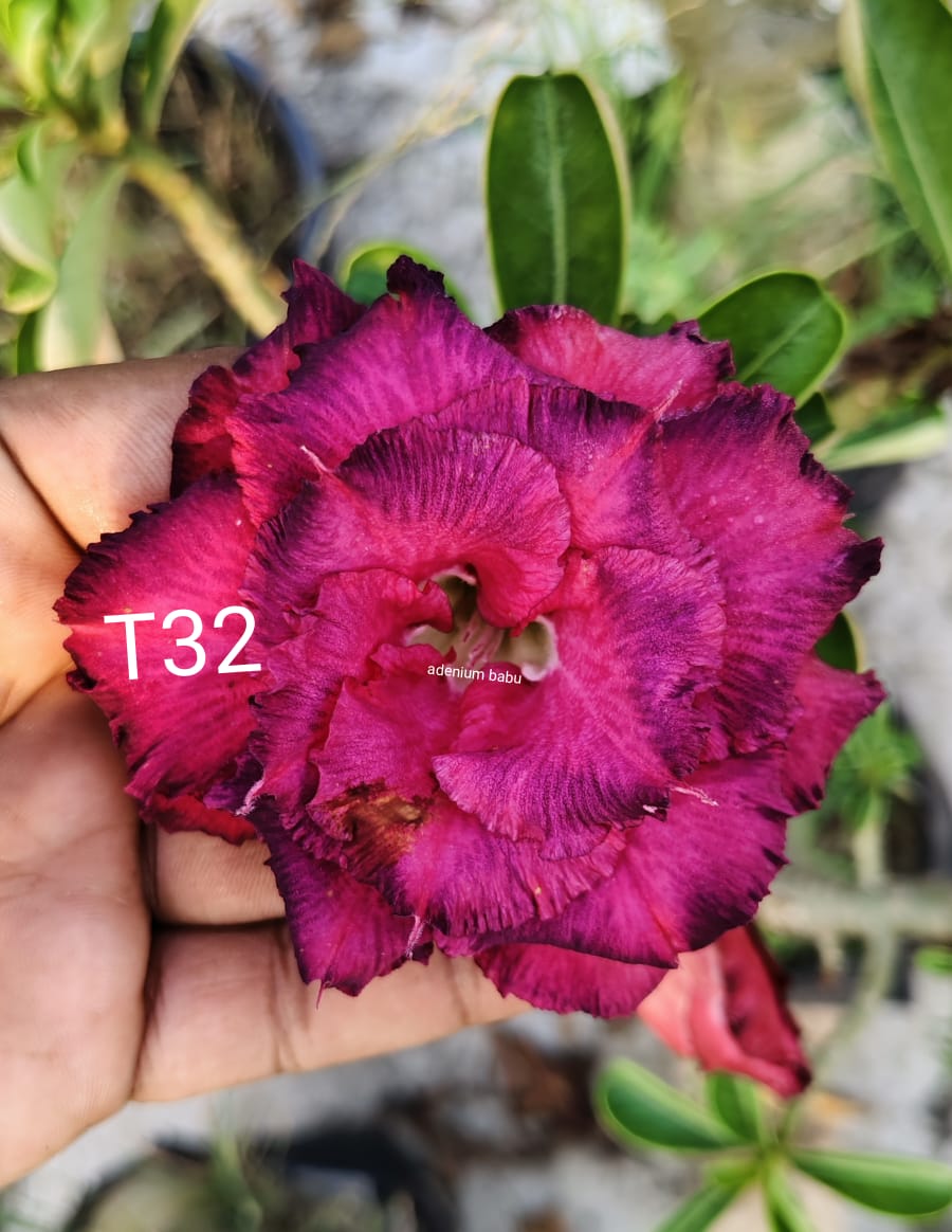 Adenium plant (desert rose) dark pink black stripe colour flower