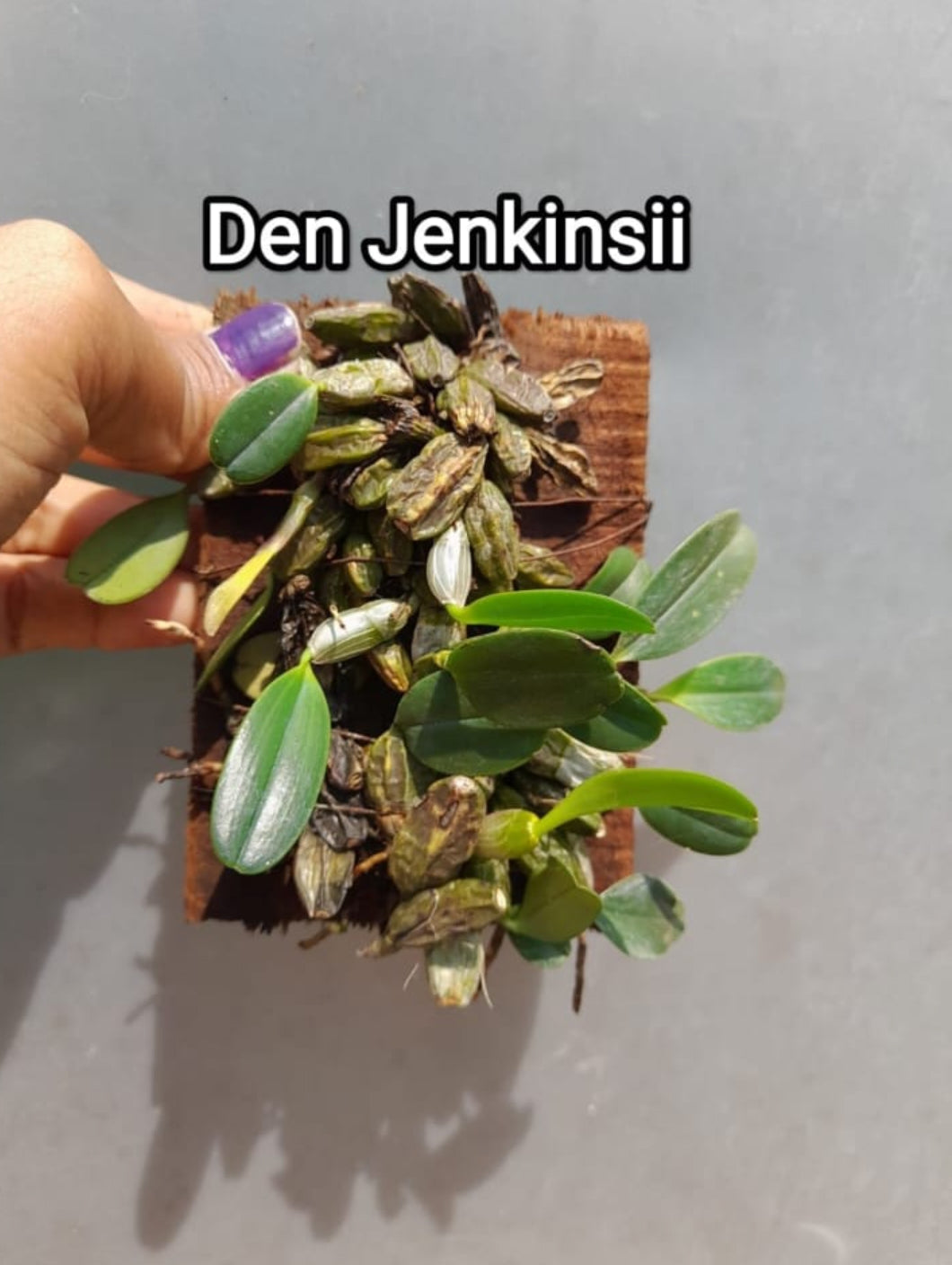 Dendrobium Jenkinsii