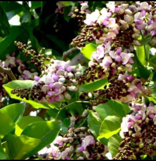 Pongam flowering tree plant