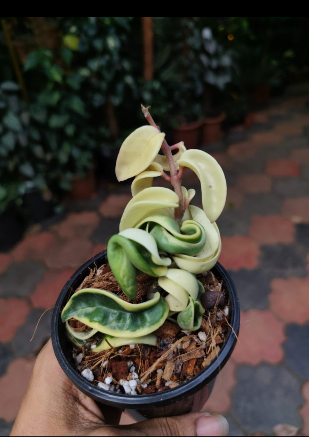 Hoya Hindu Rope Veriegated (Semishade)